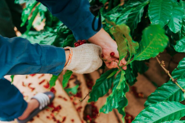 Close-up of a gloved hand picking red coffee cherries from a plant in Dak Nong, Vietnam.