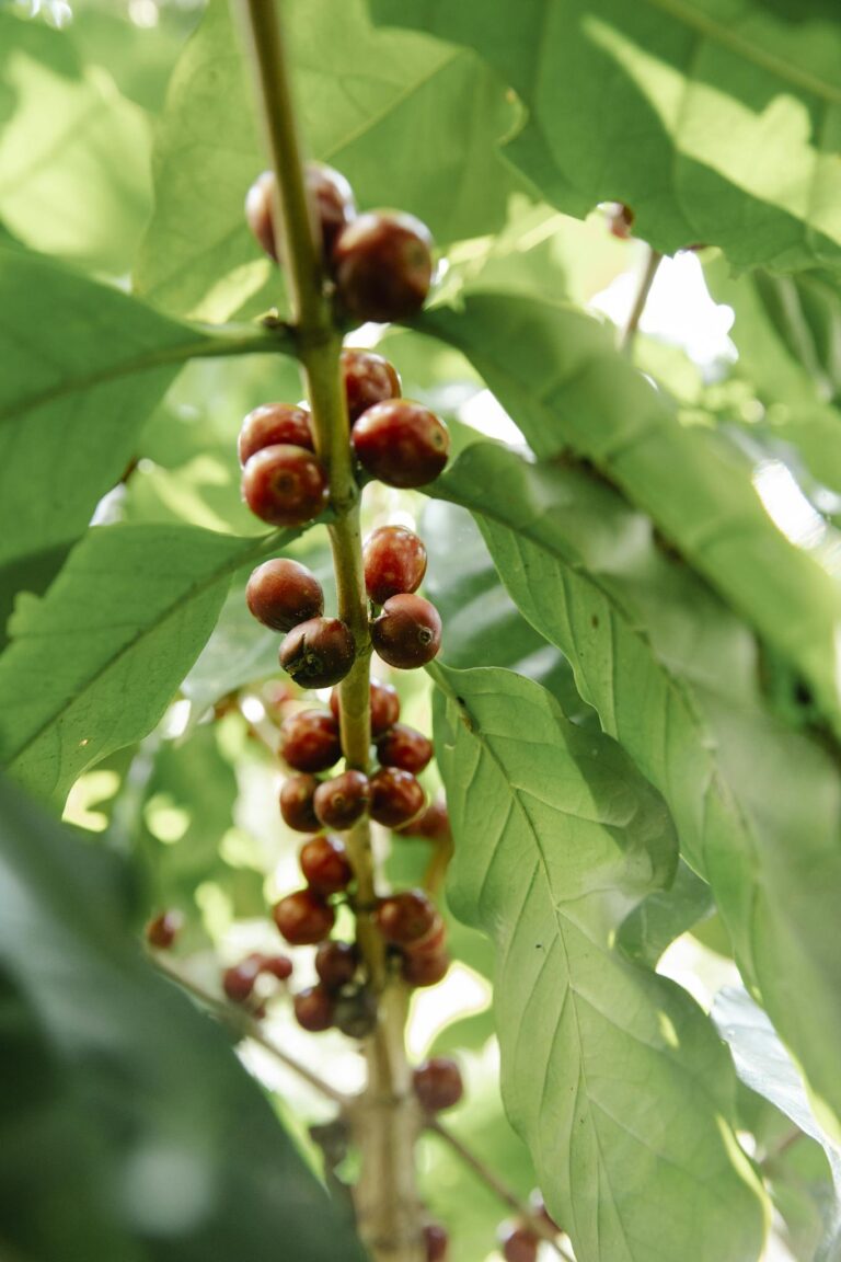 Close-up of ripe coffee cherries amid lush green leaves on a coffee plant.